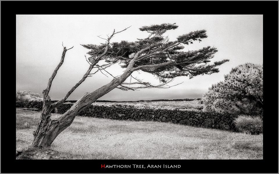 Hawthorn tree Aran Island