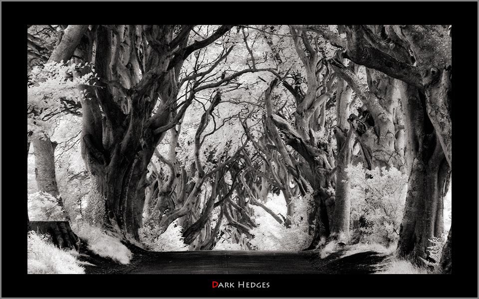 Dark hedges infrared