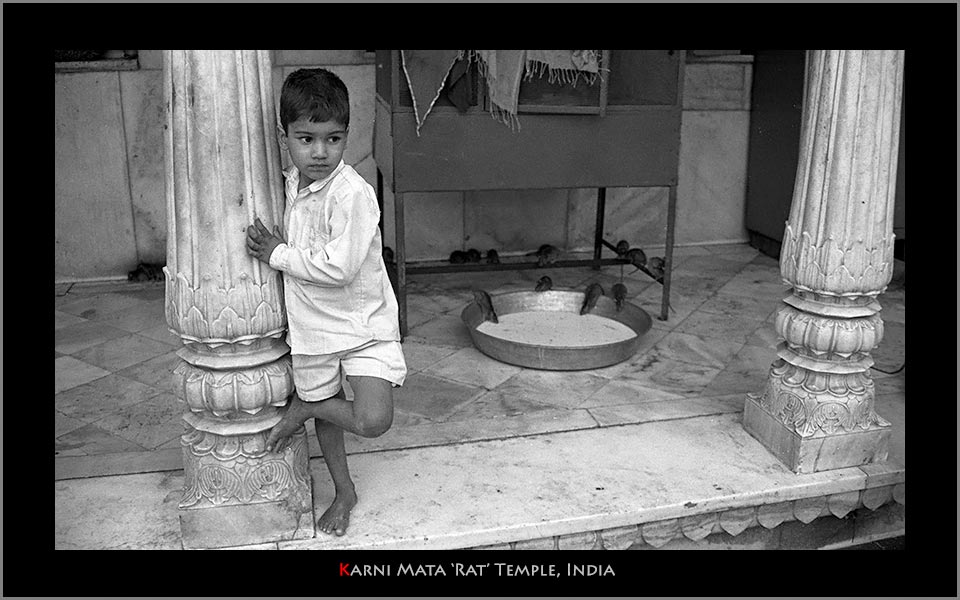 Karni mata rat temple