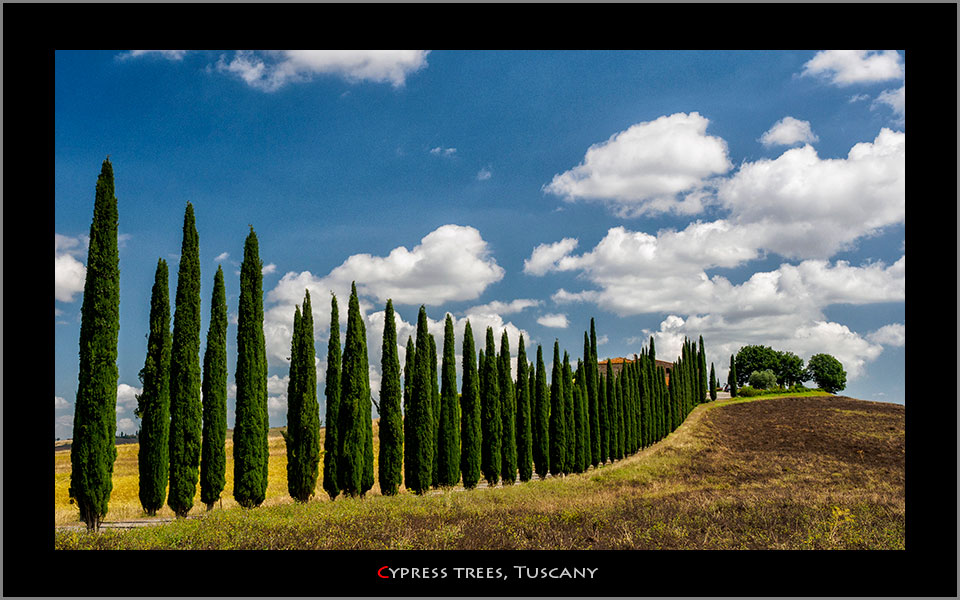 cypress-trees-tuscany