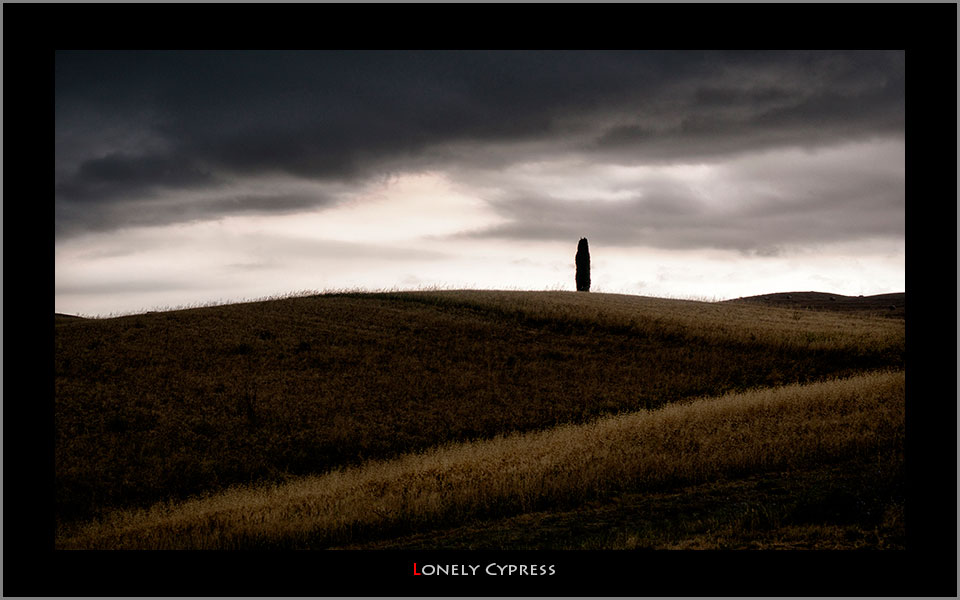 Lonely-Cypress