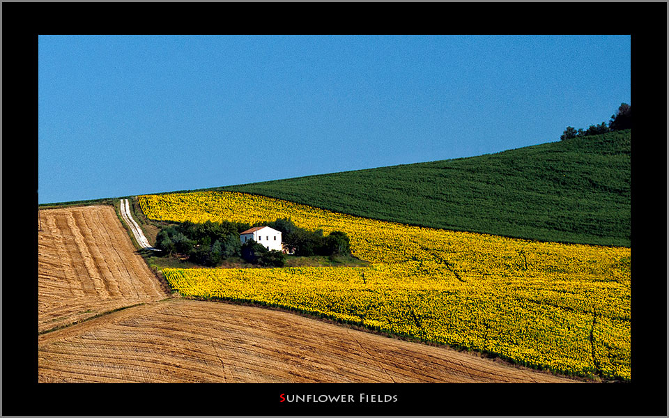 Sunflower-fileds